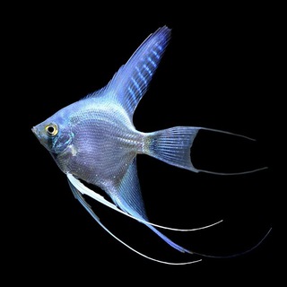 Канал   Aquarium FANgroup