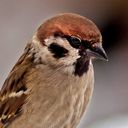 Канал Дело Даля