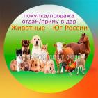 Канал Животные - Юг России. Продажа 