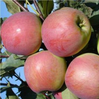 Канал   Садоводы Марий Эл