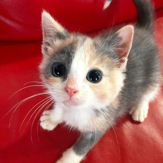 Канал   клуб любителей котиков🐱