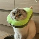 Канал выпуклые коты