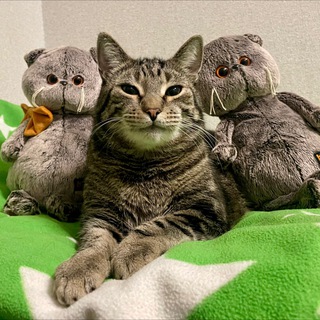 Канал   Кот Семён XXL