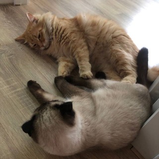 Канал   Gekke dingen¯\_(ツ)_/¯