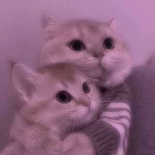 Канал   Милые котики🐾