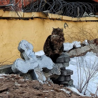 Канал   Кобоша думает