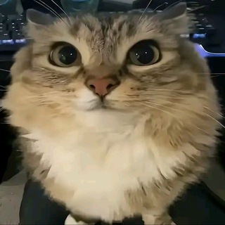 Канал   Конченные гифки