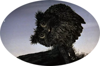 Ёжик в тумане овальные стикеры