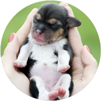 Kids Animals @StikeryTG 