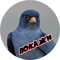 Злые Птицы  - part 1