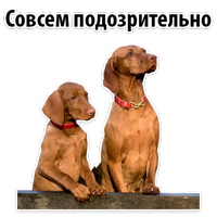 СОБАКИ против КОТОВ @TuristasTV