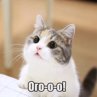 Котеечная любовь