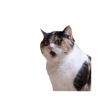 Strange cats bad clipping