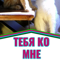 Моя любимая Кошка