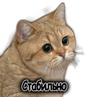 Педрила ебаная