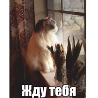 Котеечная любовь