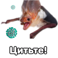 Поторочений кажан