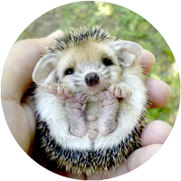 Kids Animals @StikeryTG 