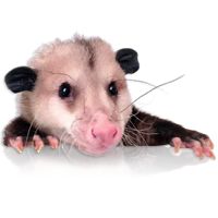 Opossum-Sesame