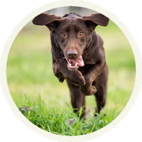 ? Лабрадоры-шоколадки @lennysticker