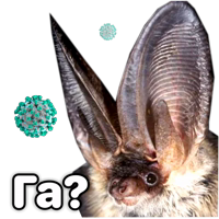 Поторочений кажан