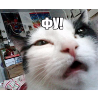 Котеечные дела