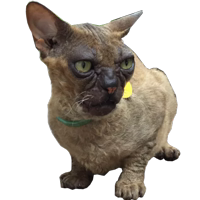 Strange cats bad clipping