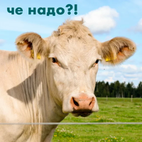 wow_cow