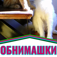 Моя любимая Кошка