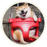 ✨ Акита-ину @lennysticker 