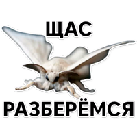 Тутовый шелкопряд