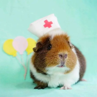 Морские свинки