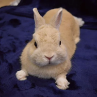 Uprt  Animals by @stickerus 