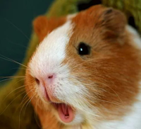 Морские свинки