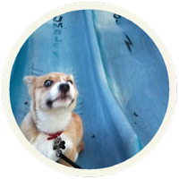 Корги @lennysticker 