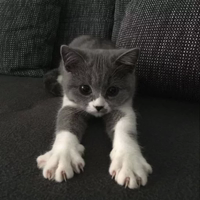 Покажи свою киску @stickerus 