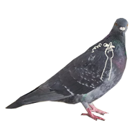 Pigeons with hands