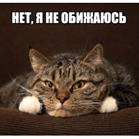 Котеечные дела