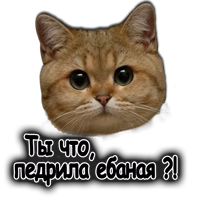 Педрила ебаная